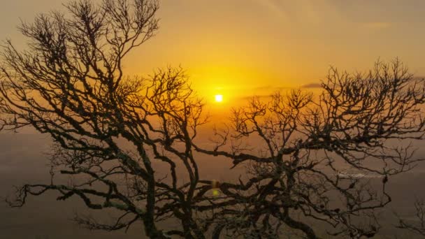Ramos nus de árvore velha no fundo por do sol — Vídeo de Stock