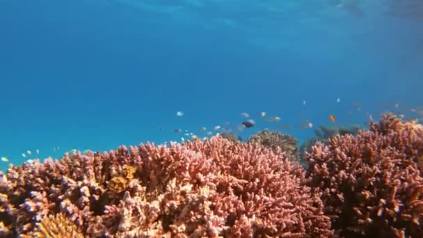 Sok hal úszik korallok között a Vörös-tengeren, Egyiptomban. — Stock videók