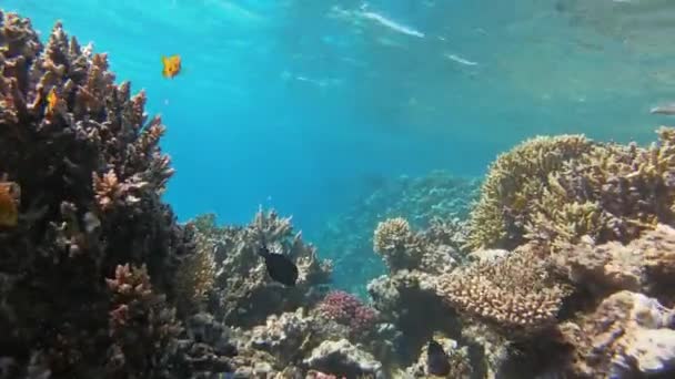 Många fiskar simmar bland koraller i Röda havet, Egypten — Stockvideo