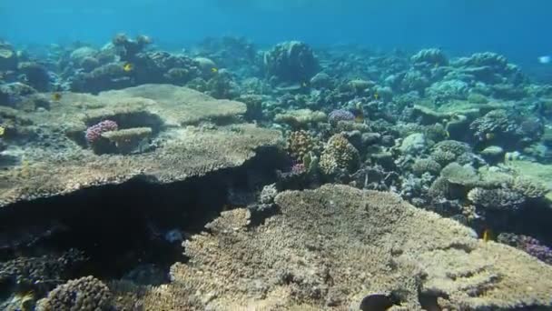 エジプト紅海のサンゴの間で多くの魚が泳ぐ — ストック動画