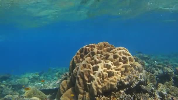 Многие рыбы плавают среди кораллов в Красном море, Египет — стоковое видео