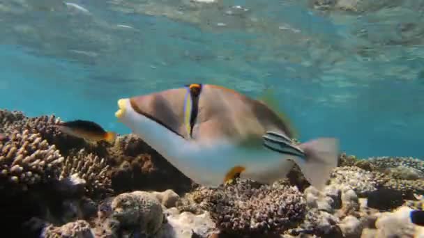 Picasso triggerfish in Red Sea Egypt — Stock Video