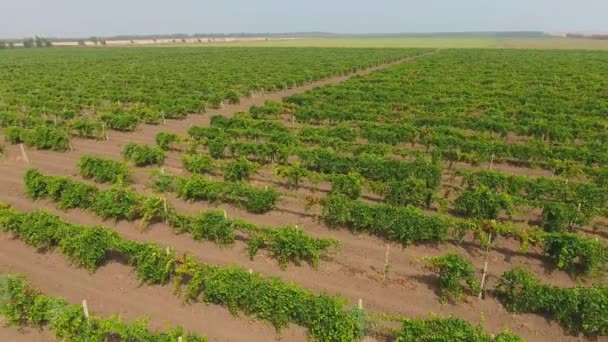 Aerial view on extensive vineyards in Russia — Stock Video