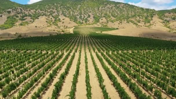 Vue aérienne du vignoble de montagne en Crimée — Video