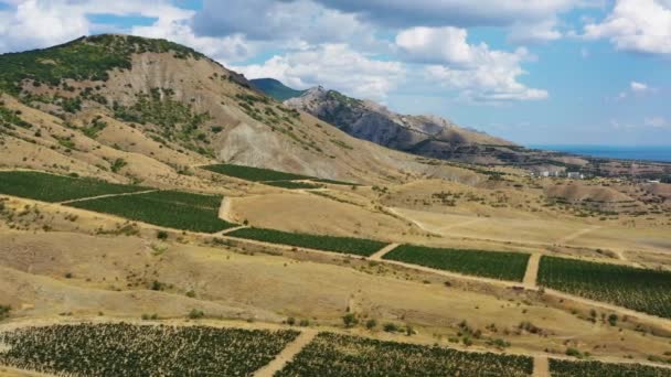 Vista aérea del viñedo de montaña en Crimea — Vídeo de stock