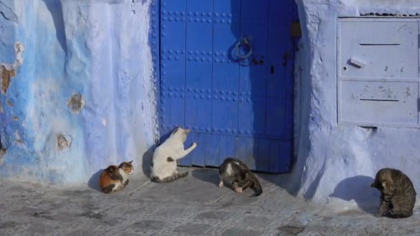 Katten Traditionele Oude Blauwe Straat Medina Van Chefchaouen Marokko — Stockvideo