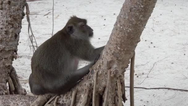 Gruba Małpa Tropikalnej Plaży Wyspie Tajlandii — Wideo stockowe