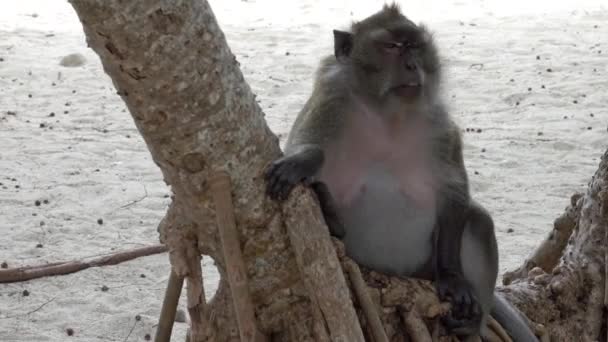 Жирная Обезьяна Тропическом Пляже Острова Таиланде — стоковое видео