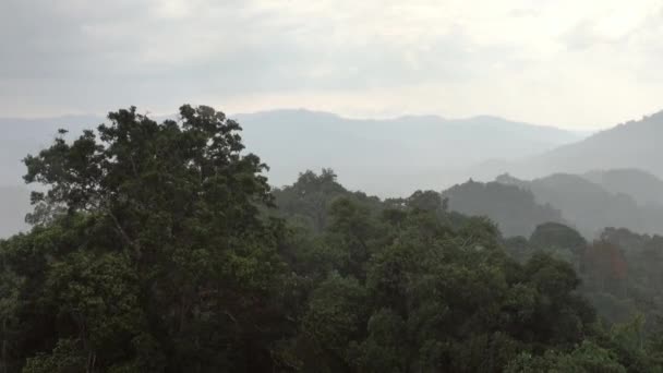 Lluvia Fuerte Bosque Tropical Asiático — Vídeos de Stock