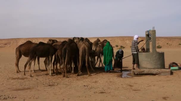 Berberes Derramam Água Para Camelos Deserto Saara Marrocos África — Vídeo de Stock