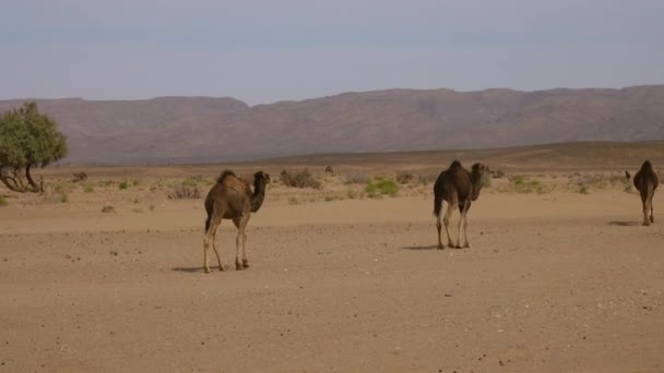Group Camels Walking Sahara Desert — Stock Video