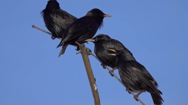 Groep Zwarte Spreeuw Vogels Sturnus Unicolor Marokko Afrika — Stockvideo