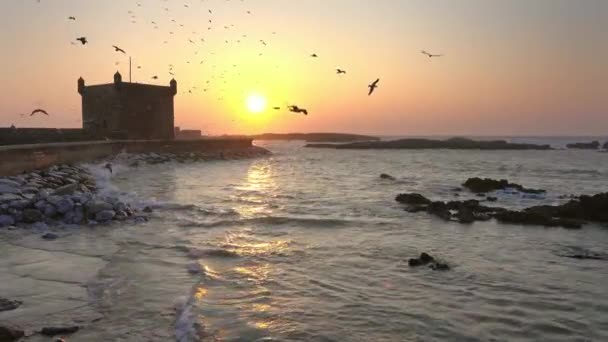モロッコ 4Kの空飛ぶカモメと日没の空の背景とEssaouira砦シルエット — ストック動画