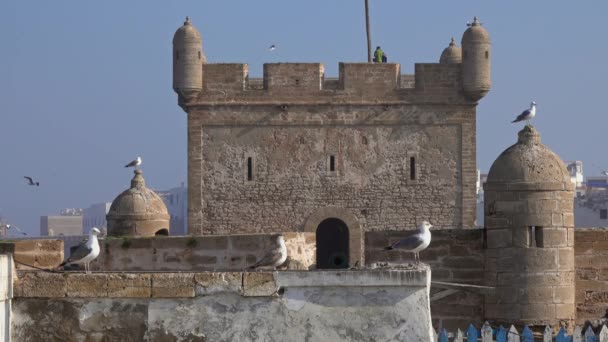 Fas Taki Essaouira Kalesi Martılar — Stok video