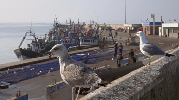 Forte Essaouira Gabbiani Marocco — Video Stock