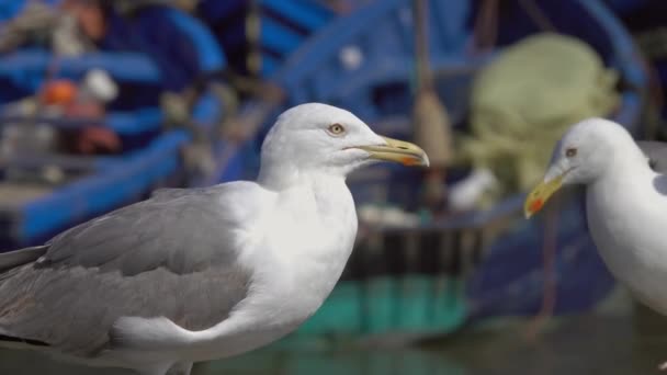 Blauwe Vissersboten Haven Van Essaouira Meeuwen Voorgrond Marokko — Stockvideo