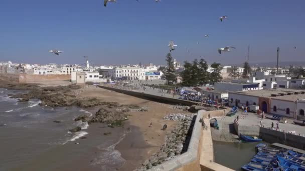 공중에 파노라마 모로코 대서양 연안에 있는에 우이라 상공에 갈매기의 — 비디오