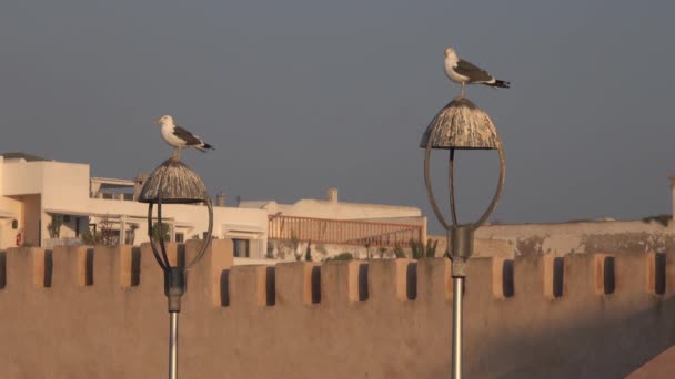 Gabbiani Vecchie Lanterne Tramonto Essaouira Città Marocco — Video Stock