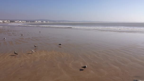 Mewy Plaży Essaouira Maroko — Wideo stockowe