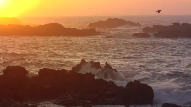 Möwen Schreien Und Fliegen Über Felsen Meer Vor Dem Hintergrund — Stockvideo