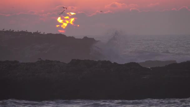 Zeemeeuwen Schreeuwen Vliegen Rotsen Zee Tegen Achtergrond Van Ondergaande Zon — Stockvideo