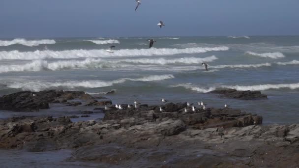 Gaviotas Volando Sobre Las Olas Cerca Orilla Del Mar Cámara — Vídeos de Stock