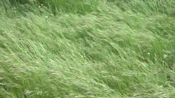 Wind Und Grünes Gras Vor Sommerlichem Hintergrund Zeitlupe — Stockvideo