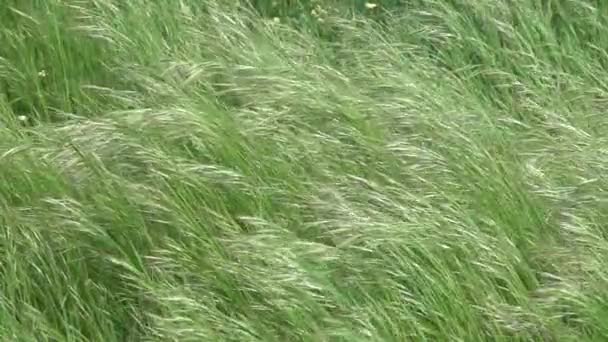 Wind Groen Gras Zomer Achtergrond Slow Motion — Stockvideo