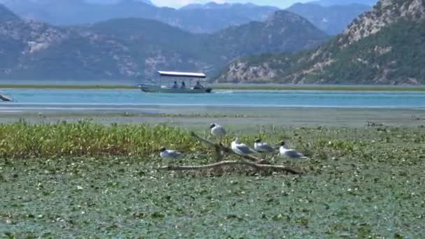 黑山著名的斯卡达尔湖上的海鸥鸟 — 图库视频影像