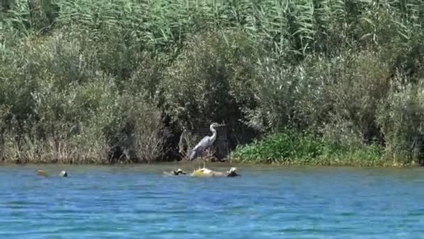 Heron Pták Slavném Jezeře Skadar Černé Hoře — Stock video