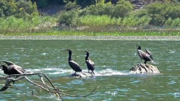 Skarvfåglar Vid Den Berömda Sjön Skadar Montenegro — Stockvideo