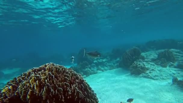 Underwater World Similan Islands Corals Tropical Fish Thailand — Stock Video