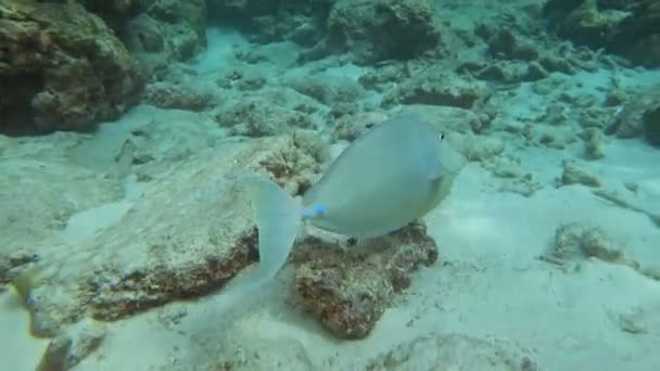 Bluespine Unicornfish Naso Unicornis Nadando Aguas Tropicales Del Océano Índico — Vídeos de Stock