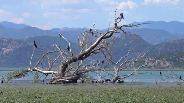 Uccelli Cormorani Sul Famoso Lago Skadar Montenegro — Video Stock