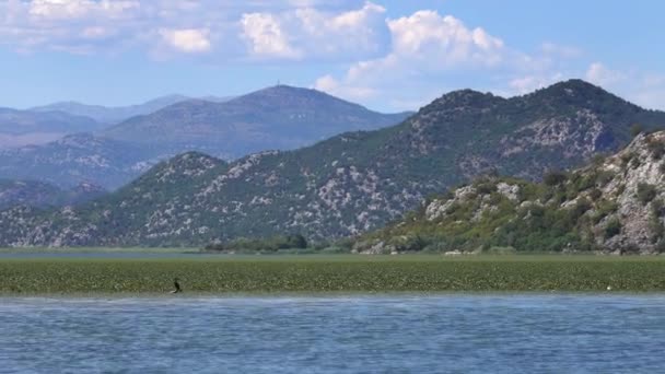 Karadağ Ünlü Skadar Gölü Ndeki Kuşlar — Stok video