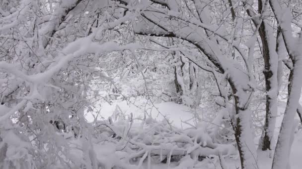 Hermoso Paisaje Con Ramas Cubiertas Nieve Bosque Invierno — Vídeos de Stock
