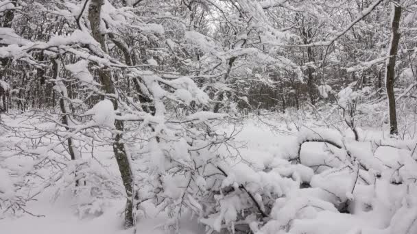Prachtig Landschap Met Besneeuwde Takken Winterbos — Stockvideo