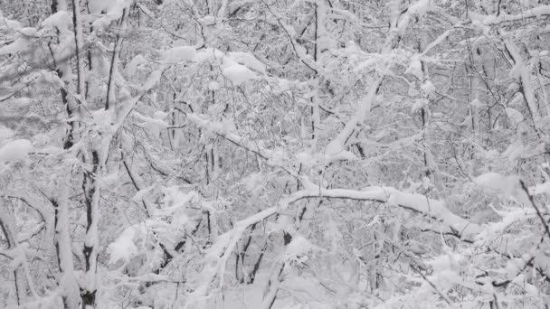 Beau Paysage Avec Des Branches Couvertes Neige Dans Forêt Hiver — Video