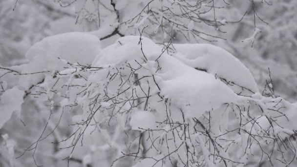 Krásná Krajina Zasněženými Větvemi Zimním Lese — Stock video
