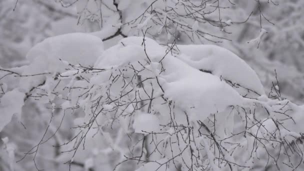 Vackert Landskap Med Snötäckta Grenar Vinterskogen — Stockvideo