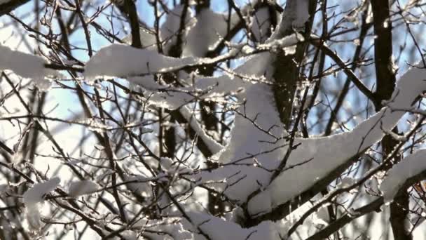 春天森林里被雪覆盖的树枝上的雪融化了 — 图库视频影像