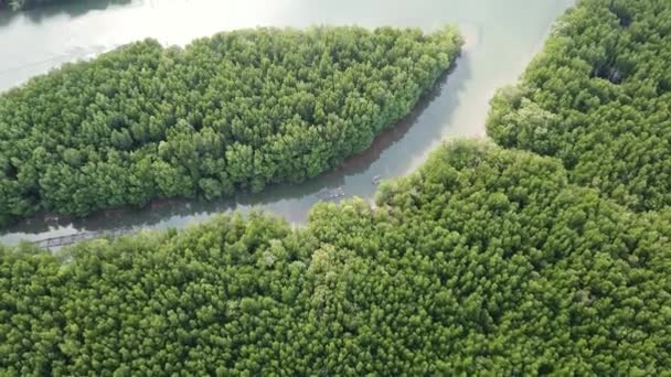 Vue Aérienne Sur Rivière Entre Forêt Mangroves Dans Province Krabi — Video