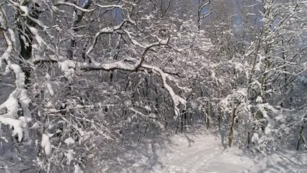 Volando Bosque Invierno Cubierto Nieve — Vídeos de Stock