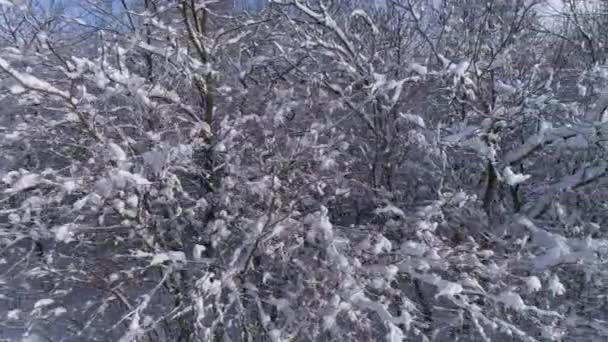 Hermoso Bosque Invierno Cubierto Nieve Slider Dolly Shot — Vídeos de Stock