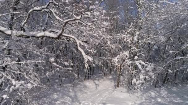 美丽的冬季森林被雪覆盖 滑翔机娃娃射击4K — 图库视频影像