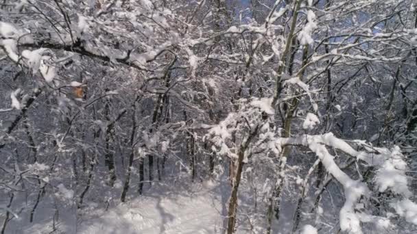 美丽的冬季森林被雪覆盖 滑翔机娃娃射击4K — 图库视频影像