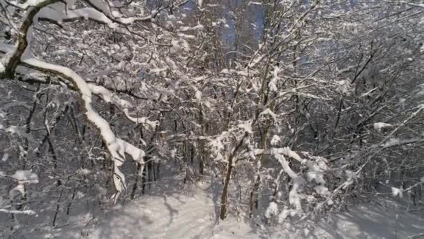 美丽的冬季森林被雪覆盖 滑翔机娃娃射击4K — 图库视频影像