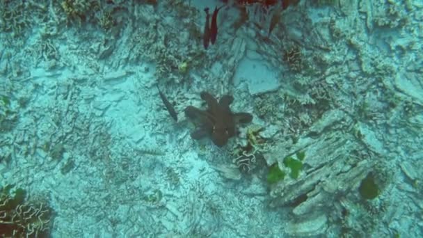 Осьминог Среди Кораллов Андаманском Море Таиланд — стоковое видео