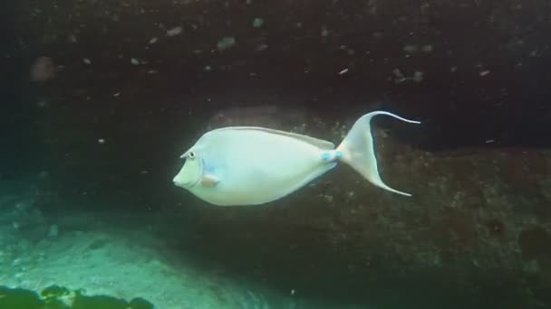 Pesce Unicorno Azzurro Naso Unicornis Che Nuota Nelle Acque Tropicali — Video Stock
