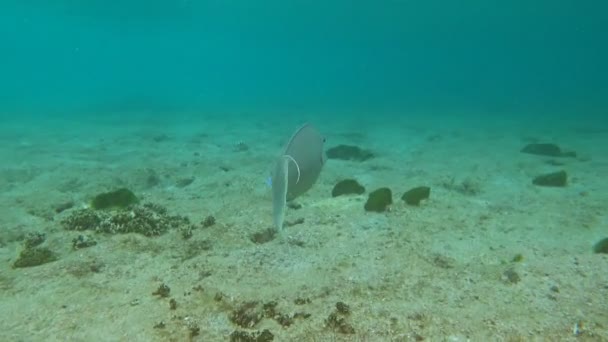 Bluespine Unicornfish Naso Unicornis Hint Okyanusunun Tropikal Sularında Yüzer — Stok video